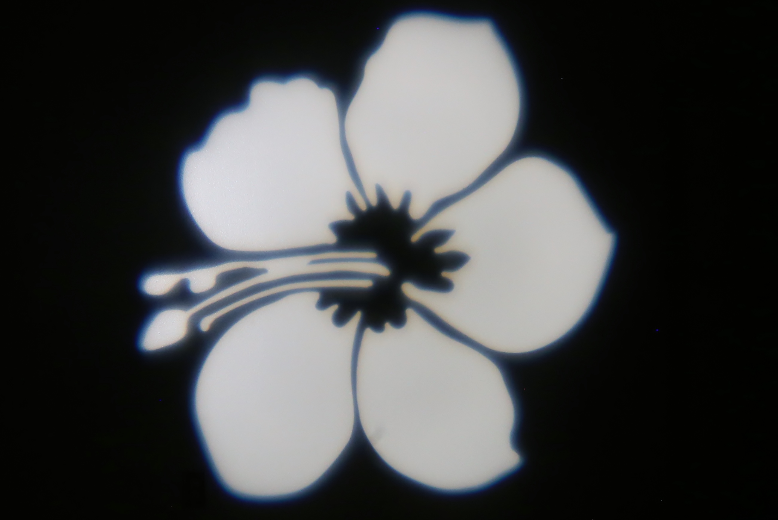 Nature - Hibiscus 1